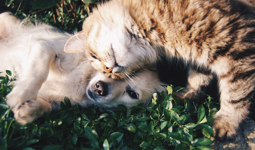 Dog and cat relaxing together at home