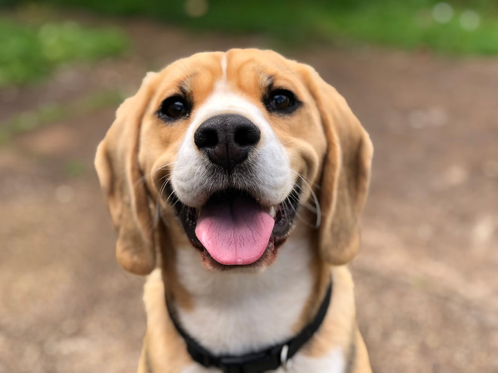 For Dogs